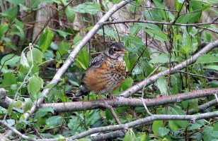 5D3_0952 - Copy.JPG 5D3_0952 - Copy.JPG