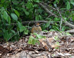 5D3_0966 - Copy.JPG 5D3_0966 - Copy.JPG