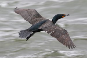 DC_Cormorant_3932.JPG