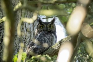 054A7968 Great Horned Owl Red 4 CR.jpg