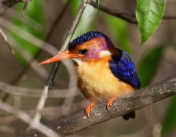 3Q7A1498-DxO_pygmy_kingfisher.jpg