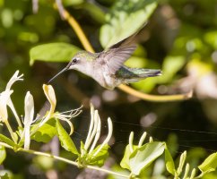 Ruby-throated-Hummingbird1-.jpg