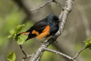 American Redstart (male-spring) 133.jpg