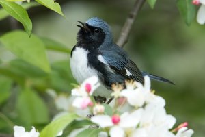 Black-throated Blue Warbler (male-spring) 165.jpg
