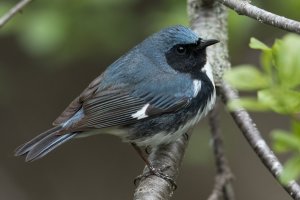 Black-throated Blue Warbler (male-spring) 166.jpg