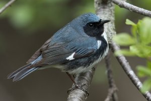 Black-throated Blue Warbler (male-spring) 166.jpg