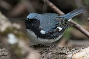 Black-throated Blue Warbler (male-spring) 167.jpg