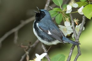 Black-throated Blue Warbler (male-spring) 168.jpg