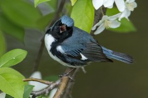 Black-throated Blue Warbler (male-spring) 170.jpg