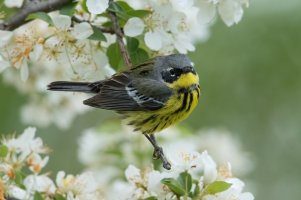 Magnolia Warbler (male-1st spring) 106.jpg