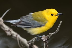 Prothonotary Warbler (male-spring) 187.jpg