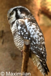 hawk_owl_3.JPG