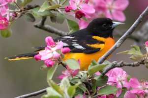 Baltimore Oriole (male-spring) 100.jpg