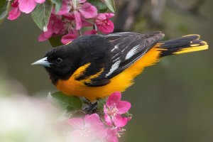 Baltimore Oriole (male-spring) 101.jpg