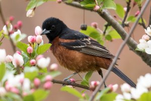 Orchard Oriole (male-spring) 100.jpg