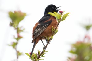 Orchard Oriole (male-spring) 102.jpg