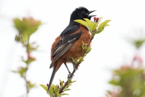 Orchard Oriole (male-spring) 102.jpg
