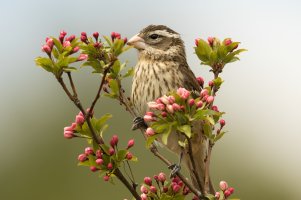 Rose-breasted Grosbeak (female-spring) 100.jpg