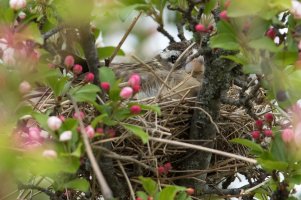 Rose-breasted Grosbeak (female-spring) 102.jpg