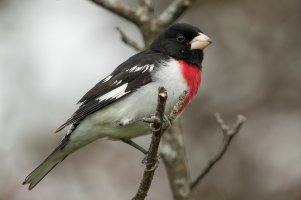 Rose-breasted Grosbeak (male-spring) 100.jpg