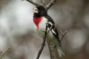 Rose-breasted Grosbeak (male-spring) 101.jpg