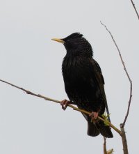 309A4913-DxO_600-1000mm_starling_1.jpg