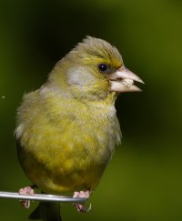 309A5082-DxO_600-1000mm_greenfinch_on_feeder.jpg