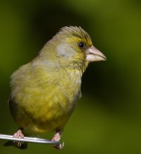 309A5056-DxO_600-1000mm_greenfinch_on_feeder.jpg