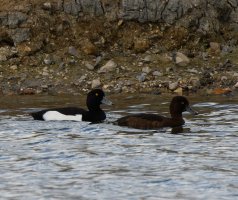 309A4873-DxO_600-1000mm_tufted_ducks.jpg