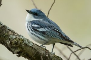 Cerulean Warbler (male-spring) 105.jpg