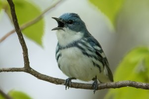 Cerulean Warbler (male-spring) 108.jpg