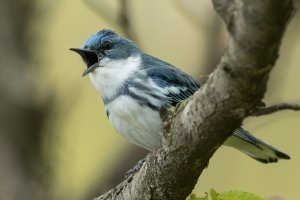 Cerulean Warbler (male-spring) 112.jpg