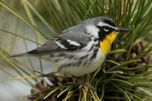 Yellow-throated Warbler (male-spring) 110.jpg