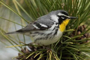 Yellow-throated Warbler (male-spring) 110.jpg