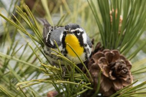 Yellow-throated Warbler (male-spring) 113.jpg