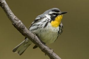 Yellow-throated Warbler (male-spring) 114.jpg