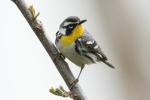 Yellow-throated Warbler (male-spring) 115.jpg