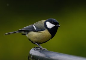 309A5387-DxO_great_tit_LS-1_small.jpg