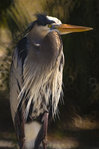 5162a_heron.jpg