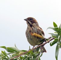 309A5860-DxO_RF_600-1000mm_female_reed_Bunting_SHAut.jpg