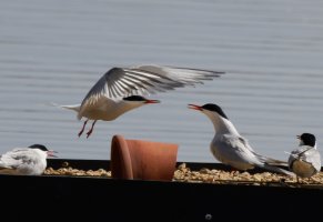 309A5913-DxO_RF_600-1000mm_terns_facing_off-ISsm.jpg