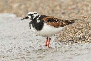 Ruddy Turnstone (spring) 111.jpg
