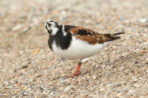 Ruddy Turnstone (spring) 116.jpg