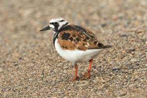 Ruddy Turnstone (spring) 117.jpg