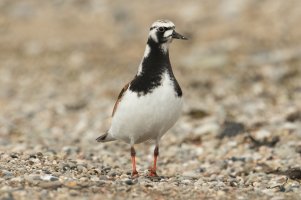 Ruddy Turnstone (spring) 112.jpg