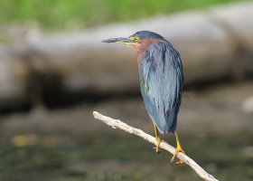 IMG_0105-2 copie.jpg