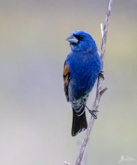 Grosbeak Blue_Fairview_20210511_R5J_6331.jpg