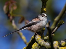 309A6175-DxO_600-1000mm_Longtailed_tit_1.1.jpg 309A6175-DxO_600-1000mm_Longtailed_tit_1.1.jpg
