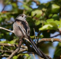 309A6206-DxO_600-1000mm_Longtailed_tit_3.1.jpg 309A6206-DxO_600-1000mm_Longtailed_tit_3.1.jpg
