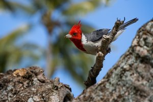 Red Crested Cardinal - 2K1A3095 - DxO.jpg